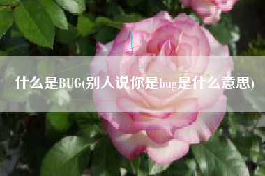 什么是BUG(别人说你是bug是什么意思)