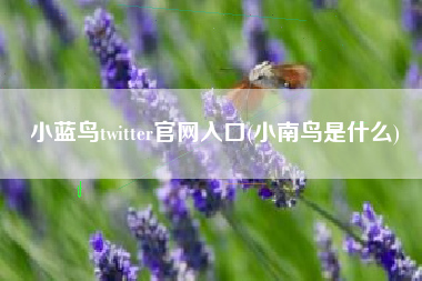 小蓝鸟twitter官网入口(小南鸟是什么)