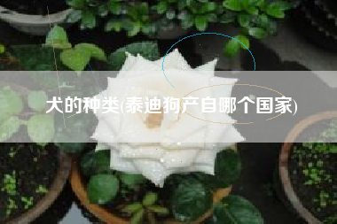犬的种类(泰迪狗产自哪个国家)