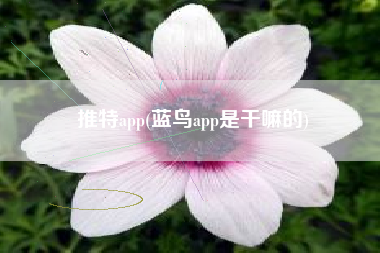 推特app(蓝鸟app是干嘛的)