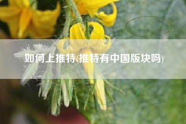 如何上推特(推特有中国版块吗)