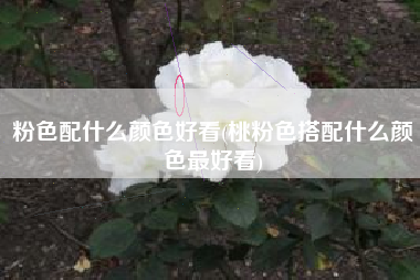 粉色配什么颜色好看(桃粉色搭配什么颜色最好看)