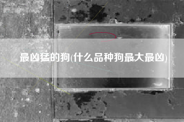 最凶猛的狗(什么品种狗最大最凶)
