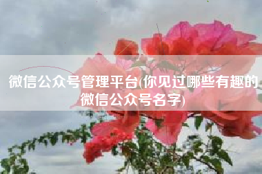 微信公众号管理平台(你见过哪些有趣的微信公众号名字)