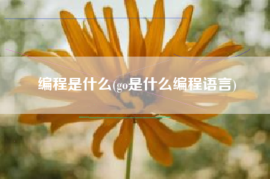 编程是什么(go是什么编程语言)