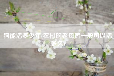 狗能活多少年(农村的老母鸡一般可以活多久)