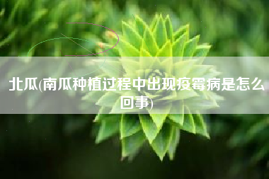 北瓜(南瓜种植过程中出现疫霉病是怎么回事)