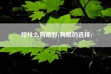 吃什么狗粮好(狗粮的选择)