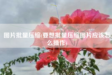 图片批量压缩(要想批量压缩图片应该怎么操作)