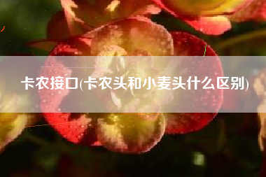 卡农接口(卡农头和小麦头什么区别)