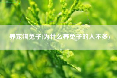 养宠物兔子(为什么养兔子的人不多)