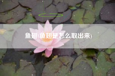 鱼翅(鱼翅是怎么取出来)