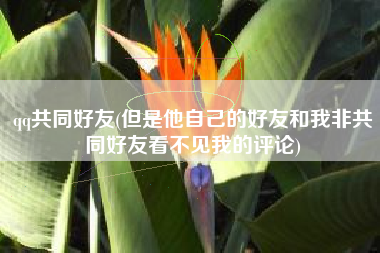 qq共同好友(但是他自己的好友和我非共同好友看不见我的评论)