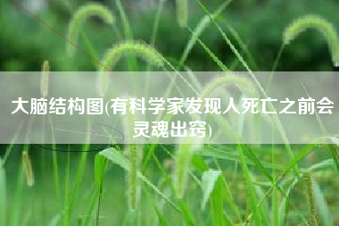 大脑结构图(有科学家发现人死亡之前会灵魂出窍)