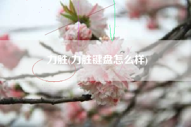 力胜(力胜键盘怎么样)