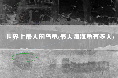 世界上最大的乌龟(最大滴海龟有多大)