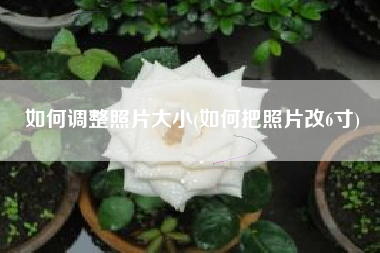 如何调整照片大小(如何把照片改6寸)