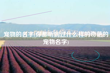 宠物的名字(你都听到过什么样的奇葩的宠物名字)