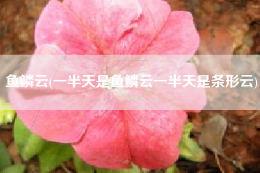 鱼鳞云(一半天是鱼鳞云一半天是条形云)