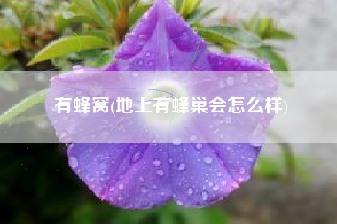有蜂窝(地上有蜂巢会怎么样)