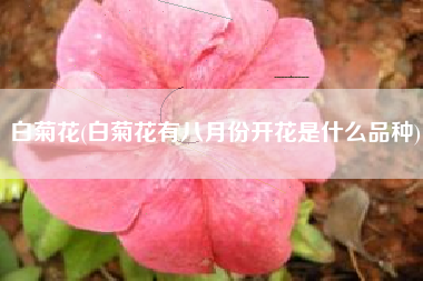 白菊花(白菊花有八月份开花是什么品种)