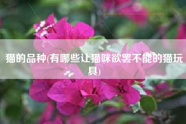 猫的品种(有哪些让猫咪欲罢不能的猫玩具)