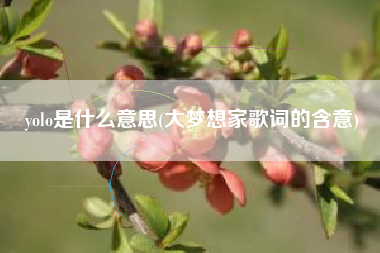 yolo是什么意思(大梦想家歌词的含意)