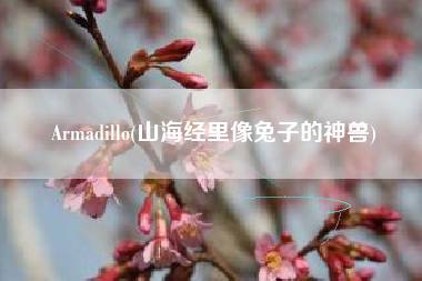 Armadillo(山海经里像兔子的神兽)