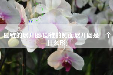 圆锥的展开图(圆锥的侧面展开图是一个什么形)
