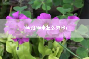 800(跑800米怎么算米)