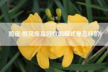 酷皮(酷贝废品回收的模式是怎样的)