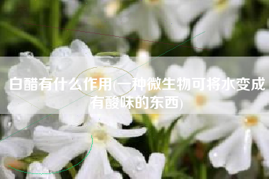 白醋有什么作用(一种微生物可将水变成有酸味的东西)
