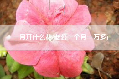一月开什么花(老公一个月一万多)
