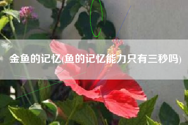 金鱼的记忆(鱼的记忆能力只有三秒吗)