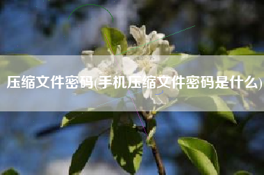 压缩文件密码(手机压缩文件密码是什么)