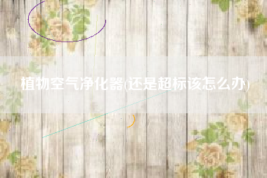 植物空气净化器(还是超标该怎么办)