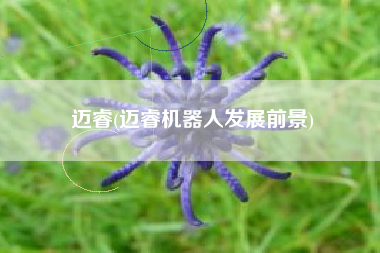 迈睿(迈睿机器人发展前景)