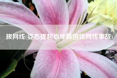 拔网线(姿态提起当年韩国拔网线事故)