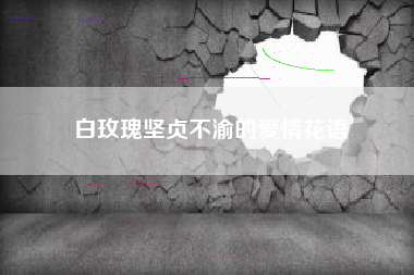 白玫瑰坚贞不渝的爱情花语