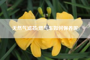 天然气滤芯(燃气车如何保养呢)
