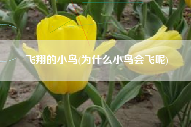 详细阅读:飞翔的小鸟(为什么小鸟会飞呢) 飞翔的小鸟(为什么小鸟会飞呢)