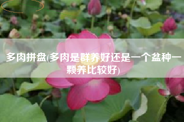 多肉拼盘(多肉是群养好还是一个盆种一颗养比较好)