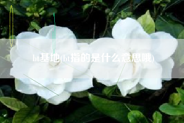 bt基地(bt指的是什么意思哦)