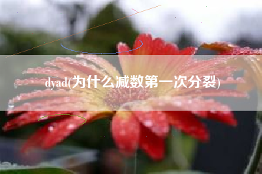dyad(为什么减数第一次分裂)