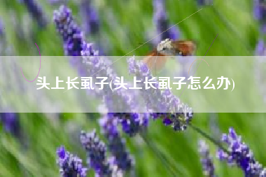 详细阅读:头上长虱子(头上长虱子怎么办) 头上长虱子(头上长虱子怎么办)