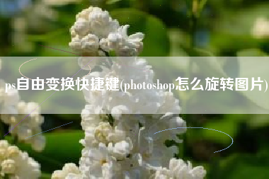 ps自由变换快捷键(photoshop怎么旋转图片)
