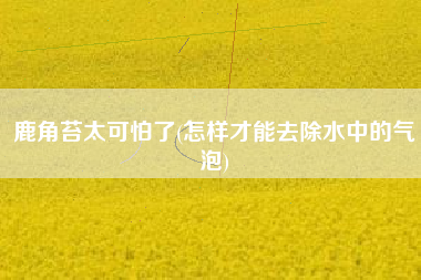 鹿角苔太可怕了(怎样才能去除水中的气泡)