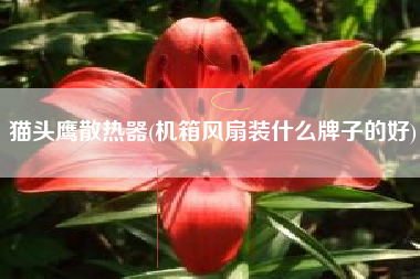 猫头鹰散热器(机箱风扇装什么牌子的好)