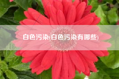 白色污染(白色污染有哪些)