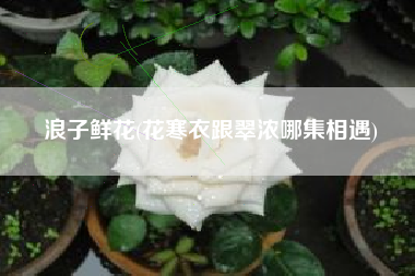 浪子鲜花(花寒衣跟翠浓哪集相遇)